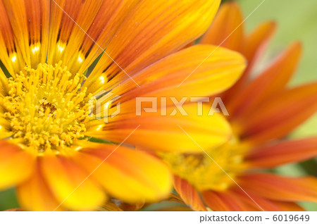Gazania 6019649