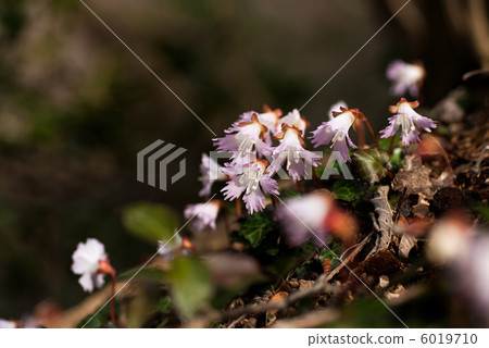 橫山的岩川 橫山的岩川 6019710