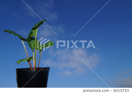 大黃幼苗 大黃幼苗 6019783