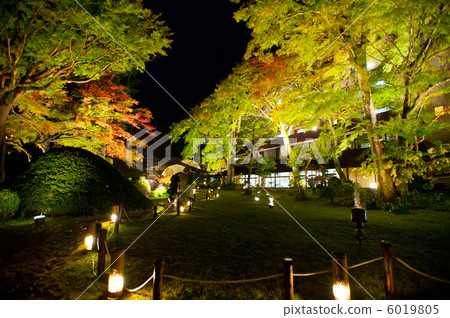 秋天的樹葉照亮了 6019805