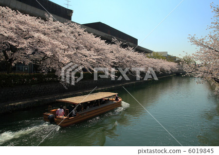 京都岡崎春天的春天 6019845