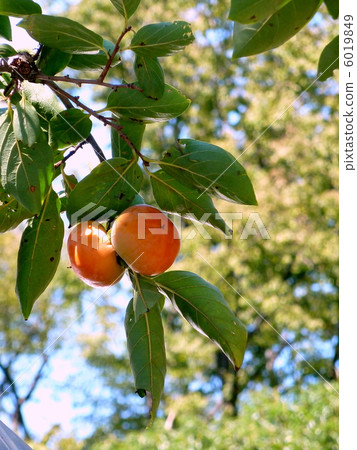 Persimmon nuts Persimmon nuts 6019849