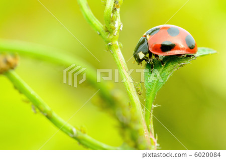 Nana Hoshi Tentou看蚜蟲(圖畫書可用) Nana Hoshi Tentou看蚜蟲(圖畫書可用) 6020084