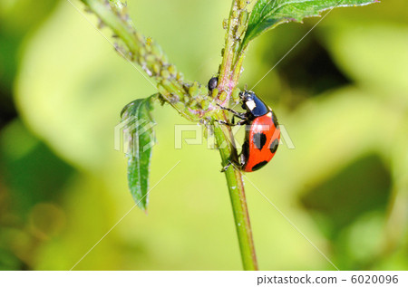 Nanahoshi tentou eating aphids (Pictorial book available) Nanahoshi tentou eating aphids (Pictorial book available) 6020096