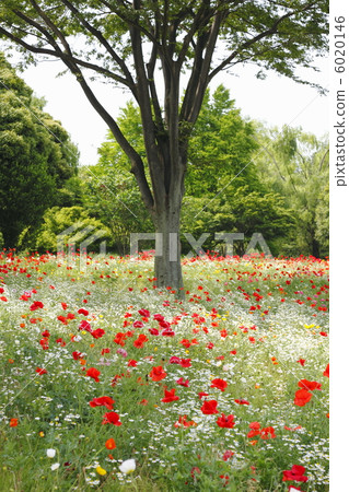 Hinaguchi的花園 6020146