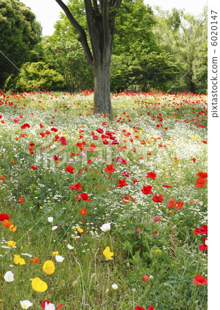 Hinaguchi的花園 6020147