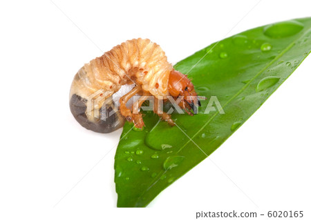 Chafer larva Chafer larva 6020165