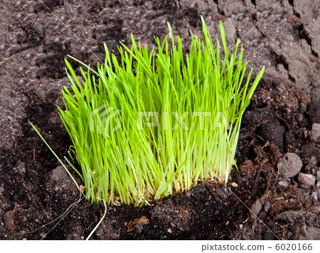Green grass on the ground Green grass on the ground 6020166