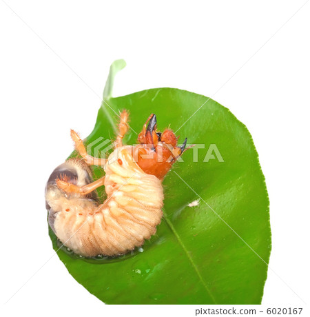 Chafer larva on green leaf Chafer larva on green leaf 6020167