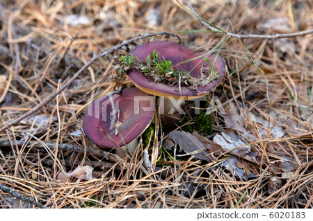 Russula mushrooms Russula mushrooms 6020183