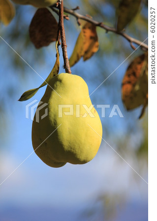 Yellowish flower pear 6020257