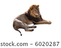 Lion's male (white background) Lion's male (white background) 6020287