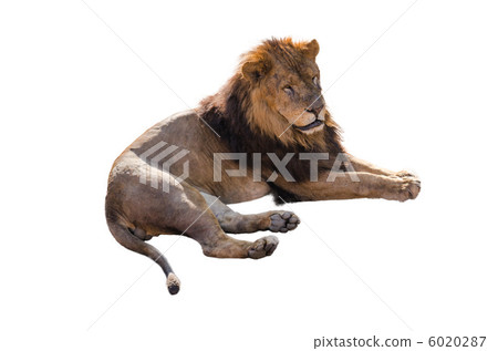 Lion's male (white background) 6020287