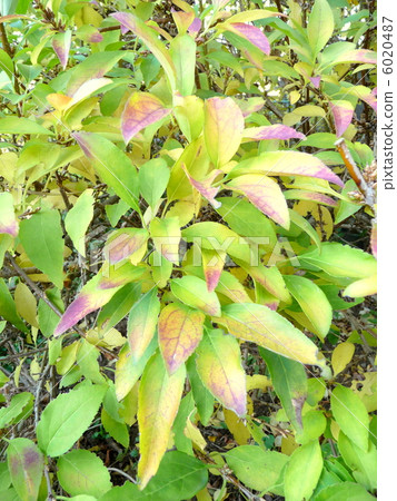 Autumn leaves of Forsythia leaves 6020487