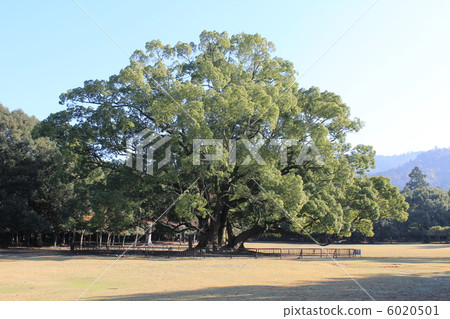 在Nara公園的大Kusunoki樹和鹿 在Nara公園的大Kusunoki樹和鹿 6020501