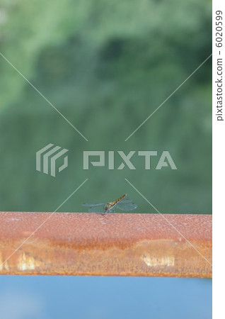 Red dragonfly 6020599