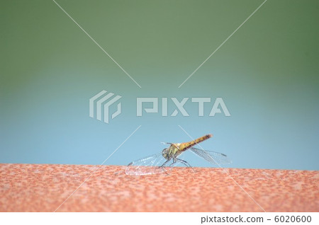 Red dragonfly 6020600