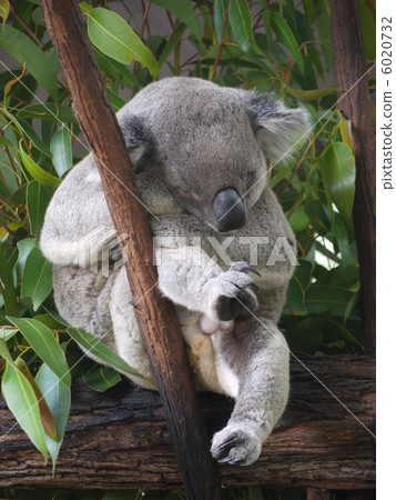 Koala Koala 6020732