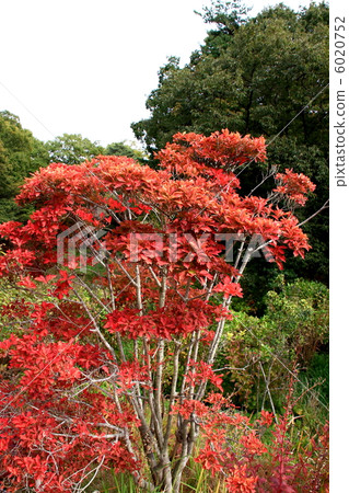 Sankeien Sankeien 6020752