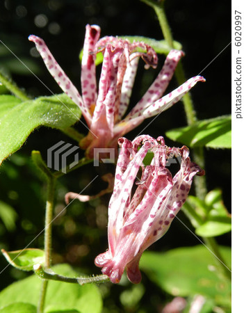 Hototogisu (Dusko Grass) 6020997