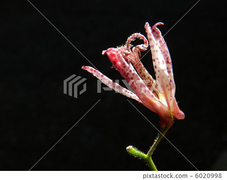 Hototogisu（Dusko Grass） 6020998