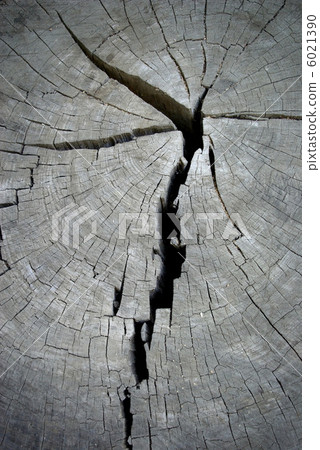 Annual rings and cracks 6021390