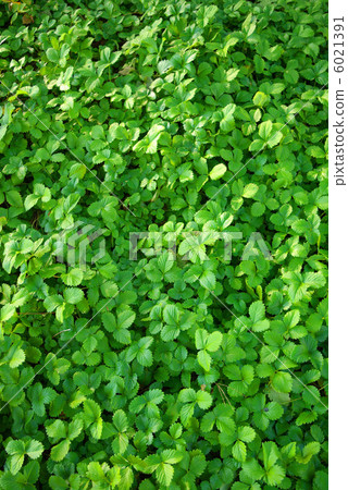 野草莓葉子 6021391