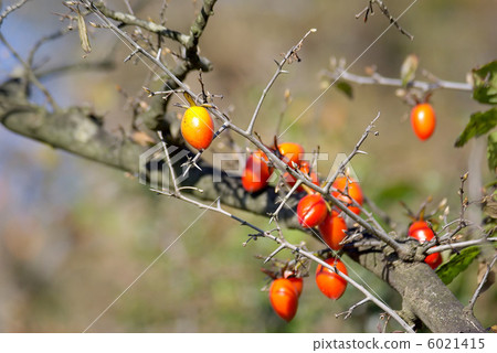 Old akakari Old akakari 6021415