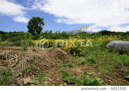 Dead grass of herb field and Yarrow 6021530