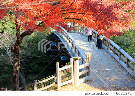 Saruhashi，秋葉 6021571