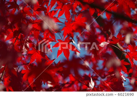 Chosen things 6021690