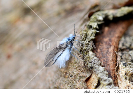 Squirrel Squirrel 6021765