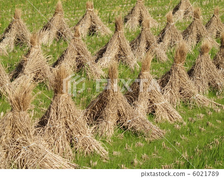 A bundle of rice straws arranged cleanly A bundle of rice straws arranged cleanly 6021789