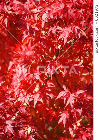 Background material · Autumn image · Autumn leaves · vertical position of Yamamomoji mound 6021972