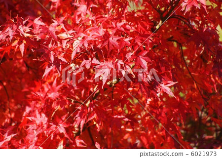 Background material · Autumn image · Autumn leaves · horizontal position of Yamamomoji mound 6021973