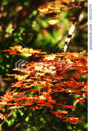 Background material · Autumn image · Autumn leaves · vertical position of Yamamomoji mound 6021974