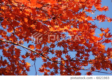 Background material · Autumn image · Autumn leaves of Yamamomiji in the blue sky slightly up · Horizontal position 6021983