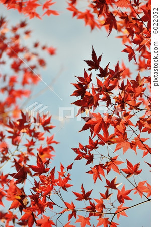 秋葉和藍天11月 秋葉和藍天11月 6022052