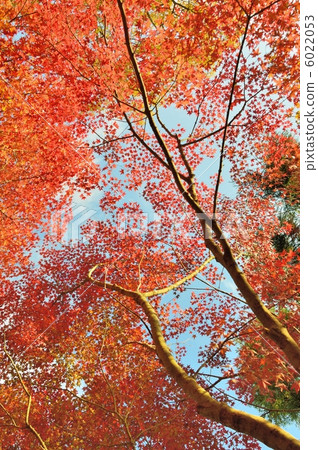 秋葉和藍天11月 秋葉和藍天11月 6022053
