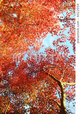 秋葉和藍天11月 秋葉和藍天11月 6022054