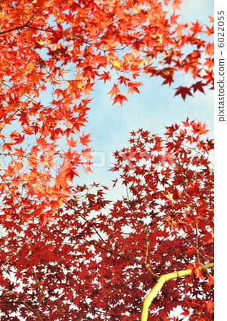 秋葉和藍天11月 秋葉和藍天11月 6022055
