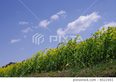 強姦花和藍天和白色雲彩 6022081