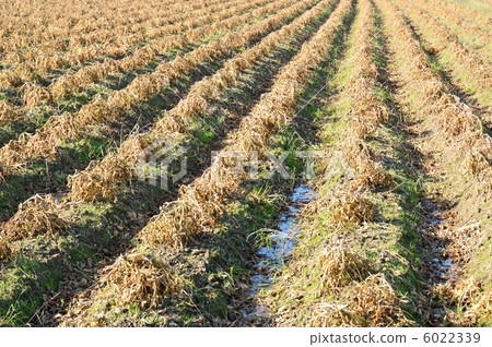 Harvest of black beans Harvest of black beans 6022339
