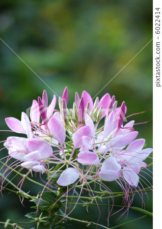 Creme: Western Wind Warts 6022414