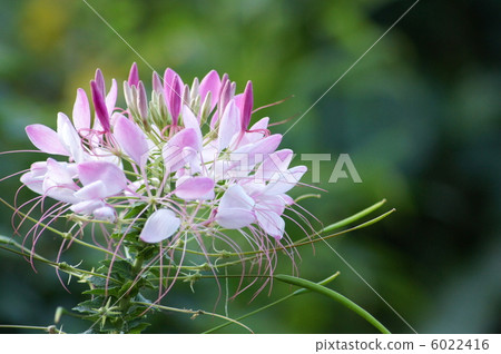 奶油：西風疣 6022416