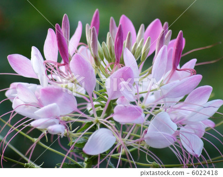 Creme: Western Wind Warts 6022418