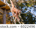 Children of orangutans to tightrope Children of orangutans to tightrope 6022496