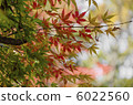 Maples that turn red leaves Maples that turn red leaves 6022560