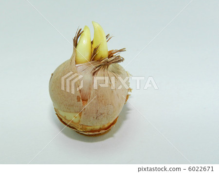 Crocus bulbs Crocus bulbs 6022671