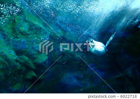 King penguin King penguin 6022718